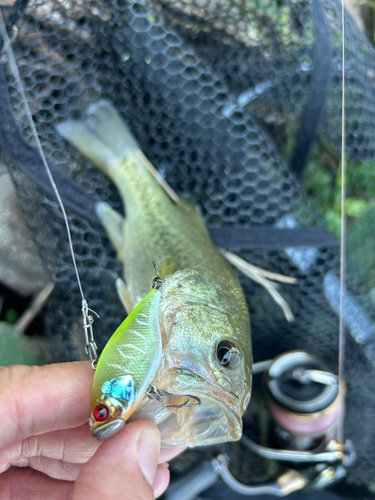 ブラックバスの釣果