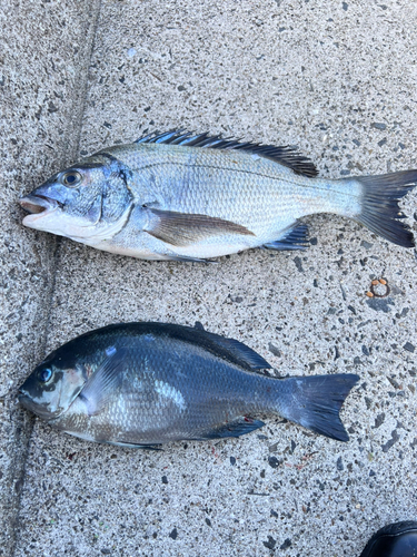 チヌの釣果