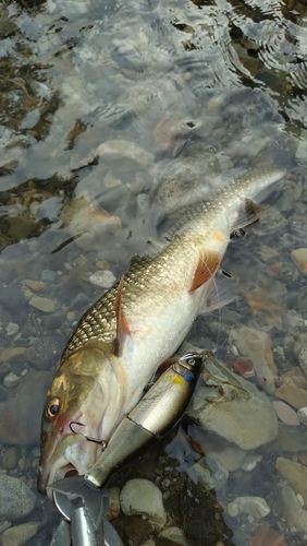 ニゴイの釣果