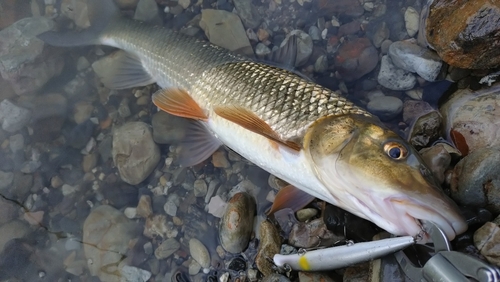 ニゴイの釣果