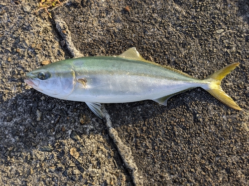 ハマチの釣果