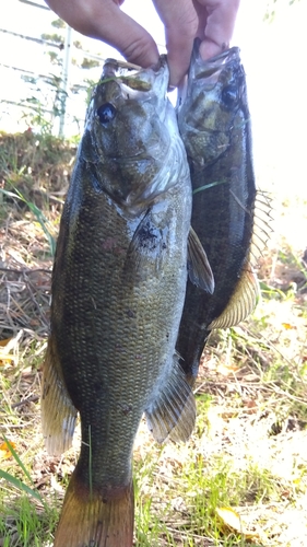 スモールマウスバスの釣果