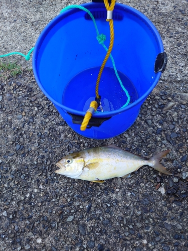 ショゴの釣果