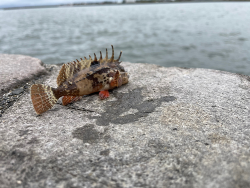 ハオコゼの釣果