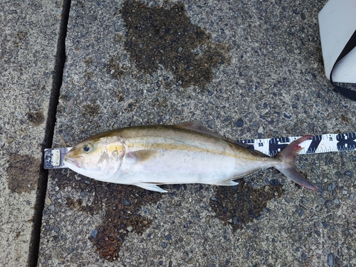 カンパチの釣果