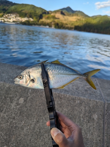 シマアジの釣果