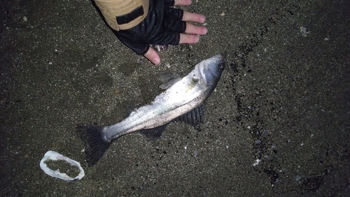 スズキの釣果