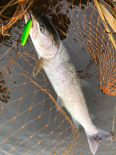 イトウの釣果