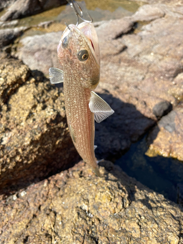 エソの釣果