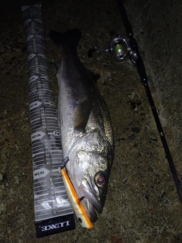 シーバスの釣果