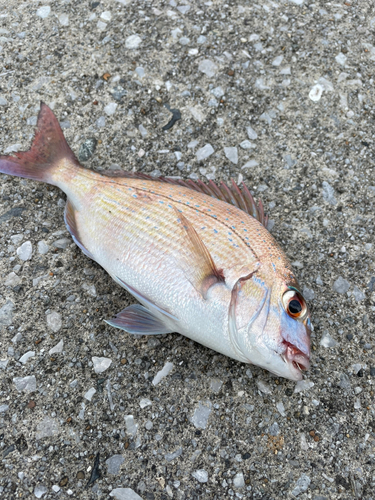 タイの釣果