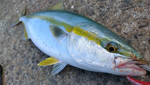 ハマチの釣果