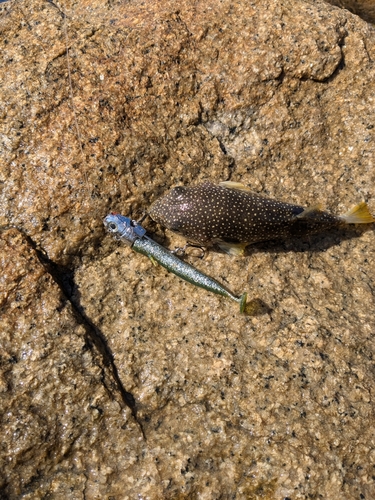 クサフグの釣果