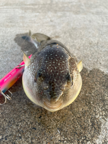 クサフグの釣果