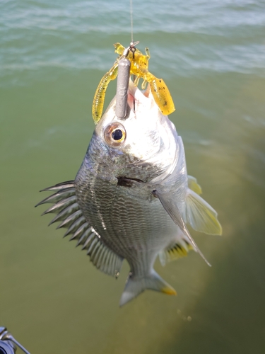 キビレの釣果