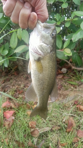 ラージマウスバスの釣果