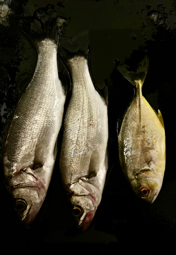 フッコ（マルスズキ）の釣果