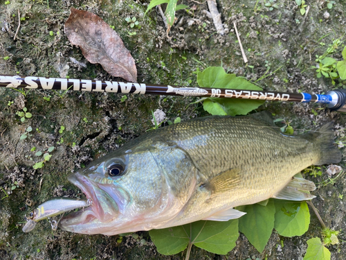 ブラックバスの釣果