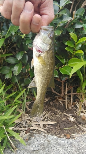 ラージマウスバスの釣果