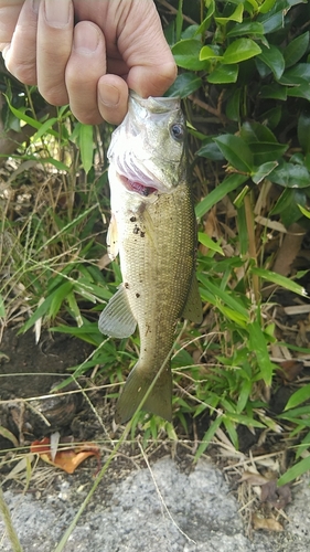 ラージマウスバスの釣果