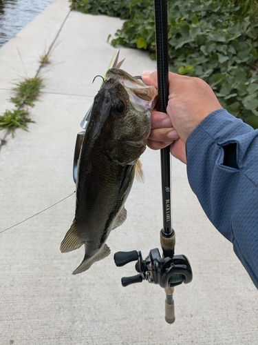 ブラックバスの釣果