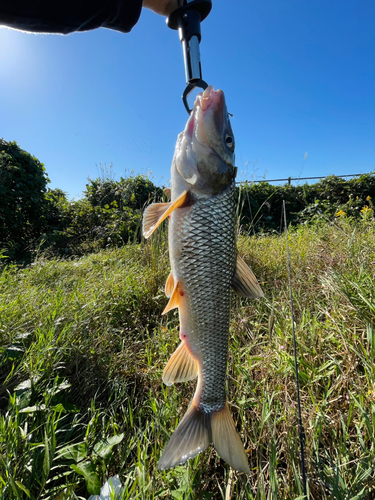 ニゴイの釣果