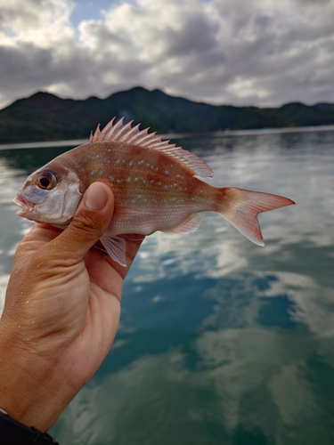 チャリコの釣果