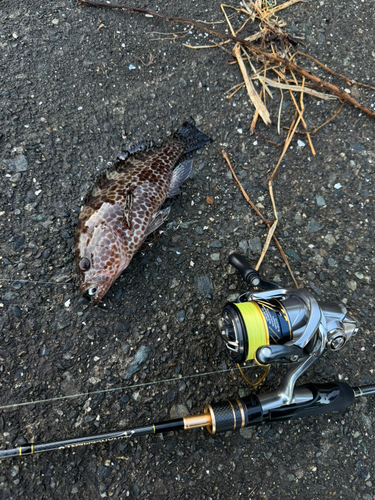 オオモンハタの釣果