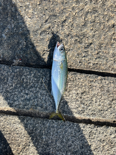 サバの釣果