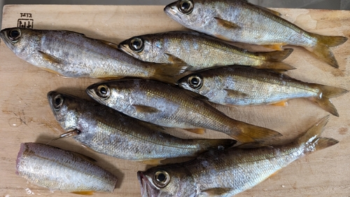 ムツの釣果