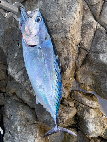 スマガツオの釣果