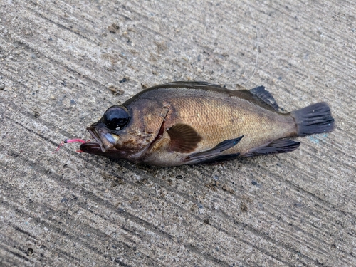 メバルの釣果