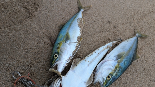 ワカナゴの釣果