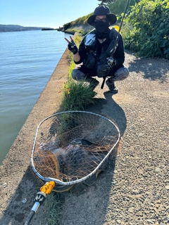 アカエイの釣果