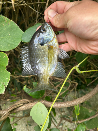 ブルーギルの釣果