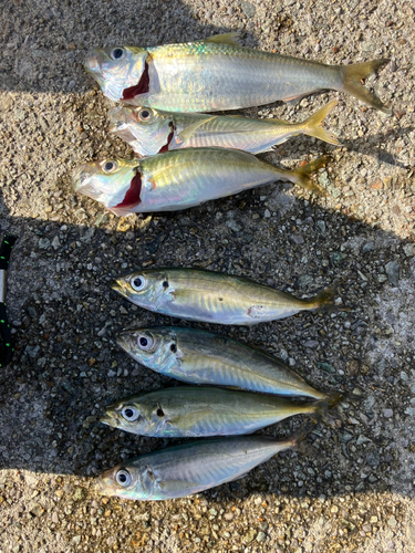 アジの釣果