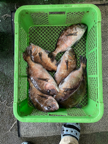 タイの釣果