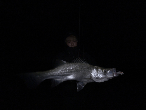 フッコ（ヒラスズキ）の釣果