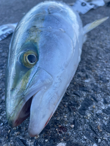 ハマチの釣果