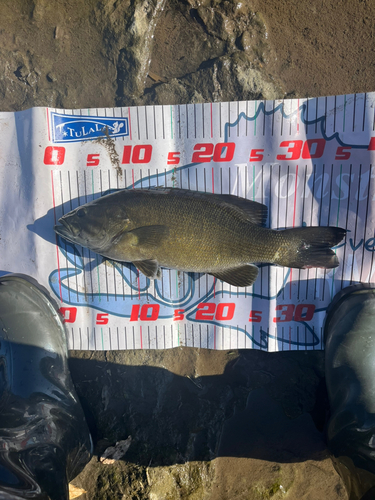 スモールマウスバスの釣果