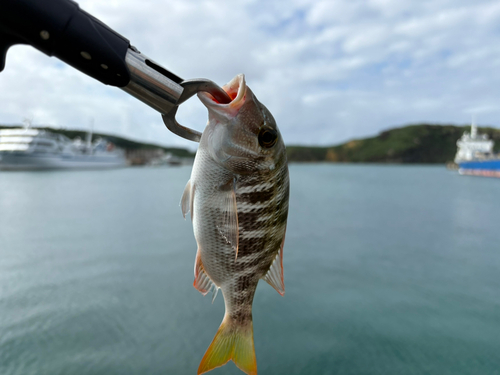 マトフエフキの釣果