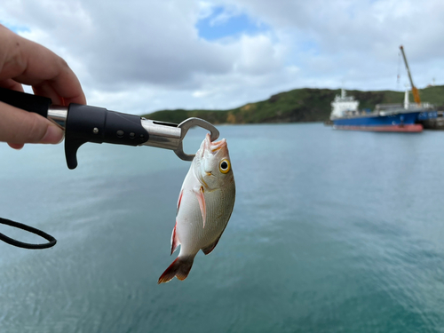 ヒメフエダイの釣果