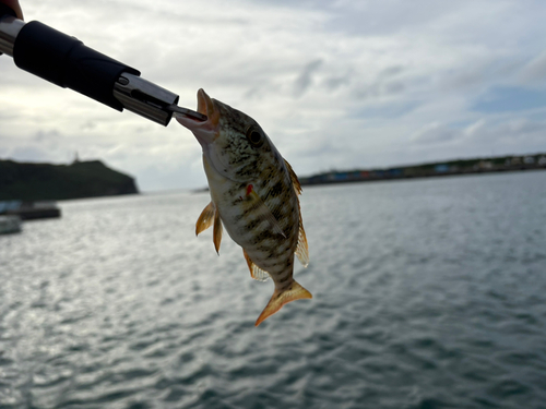 マトフエフキの釣果