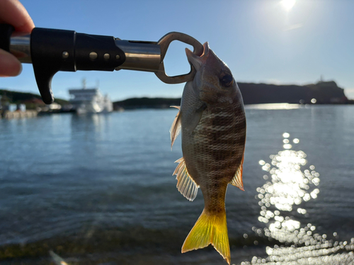 マトフエフキの釣果