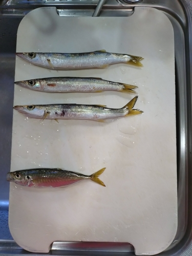 カマスの釣果