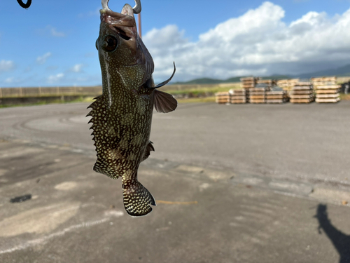 ナミハタの釣果