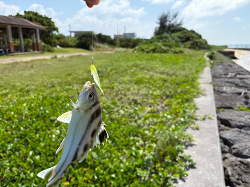 コトヒキの釣果