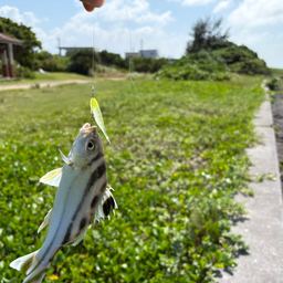 コトヒキ