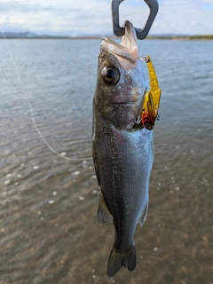 セイゴ（マルスズキ）の釣果