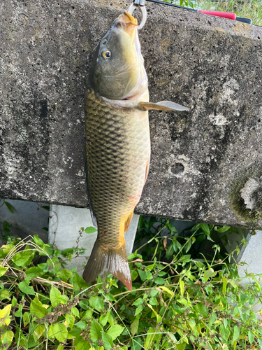 コイの釣果